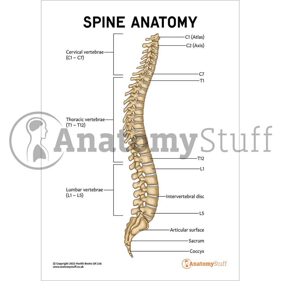Spine Anatomy Poster / Worksheet (Interactive & Printable PDF)
