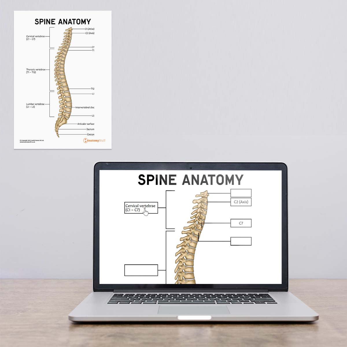 Spine Anatomy Poster / Worksheet (Interactive & Printable PDF)