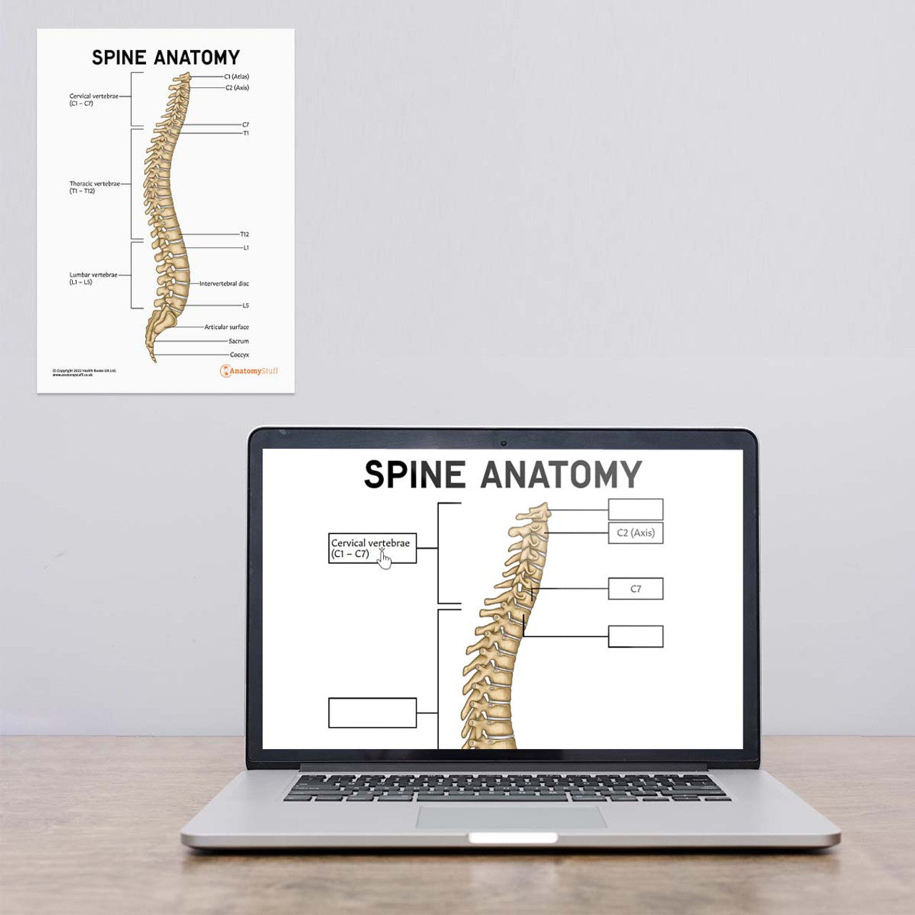 Spine Anatomy Poster / Worksheet (Interactive & Printable PDF)
