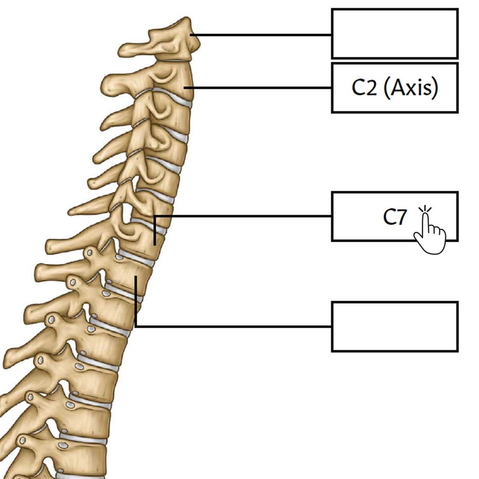 Spine Anatomy Poster / Worksheet (Interactive & Printable PDF)