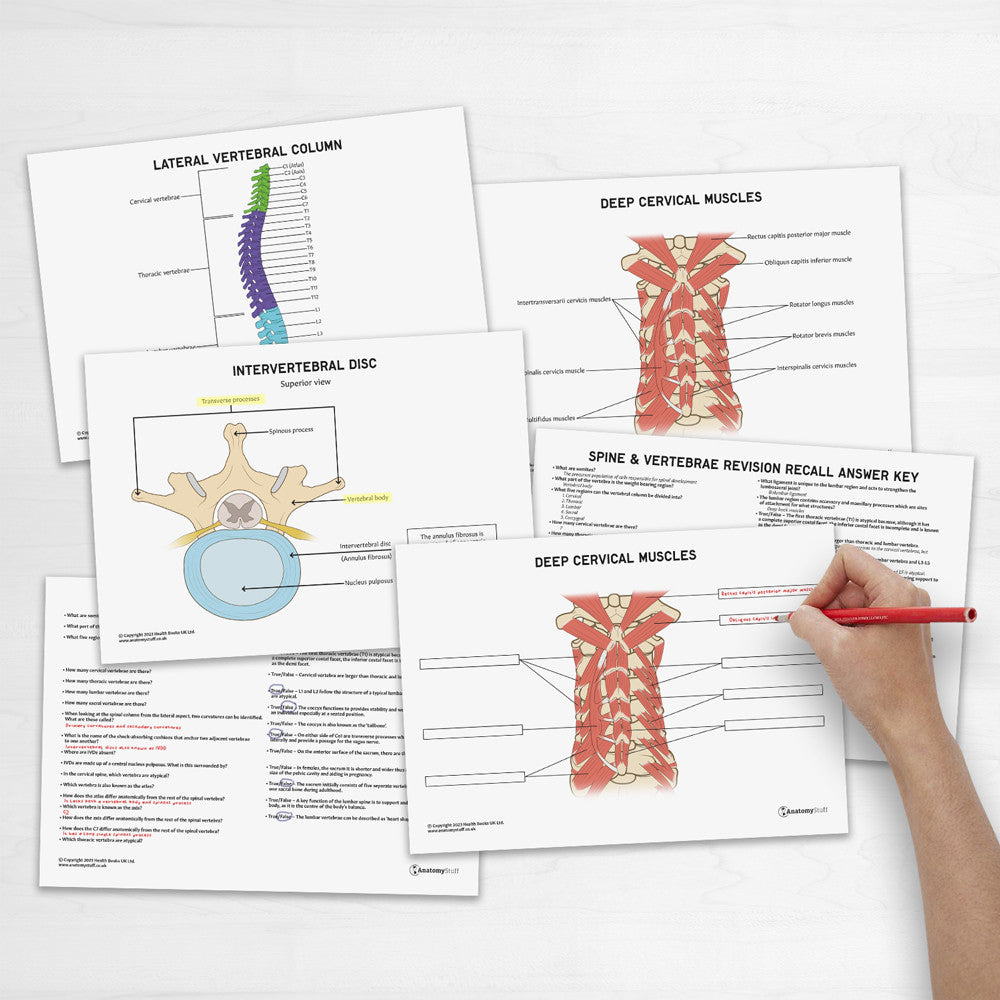 Spine & Vertebrae Anatomy Revision Worksheets (Interactive & Printable PDFs)