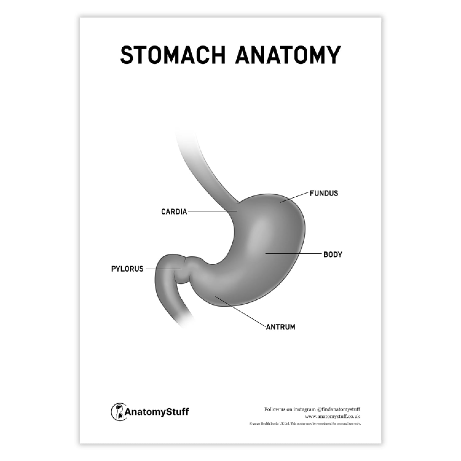 Stomach Anatomy Poster PDF