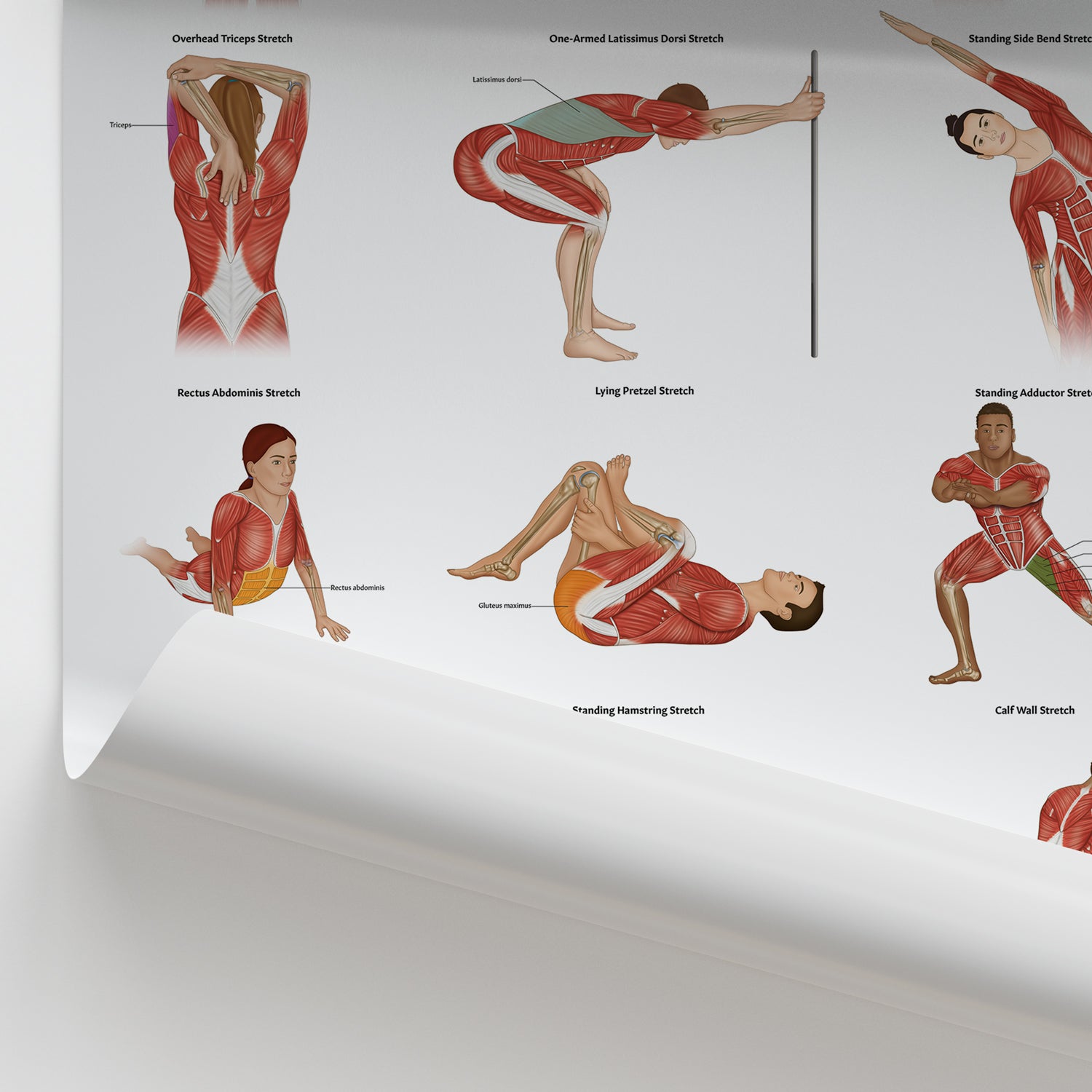Stretching Anatomy Chart / Poster