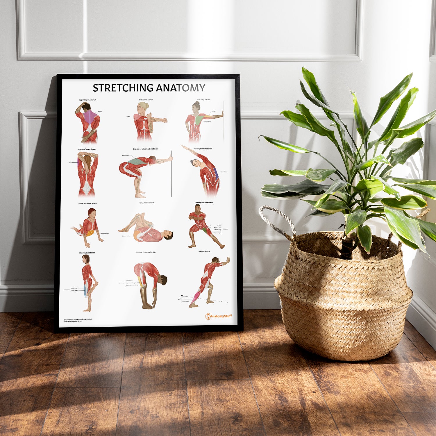 Stretching Anatomy Chart / Poster