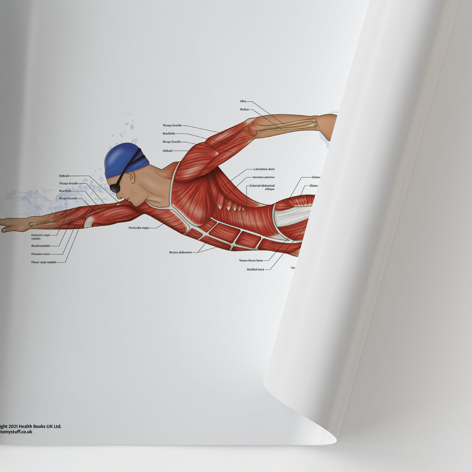 Swimming Anatomy Chart / Poster