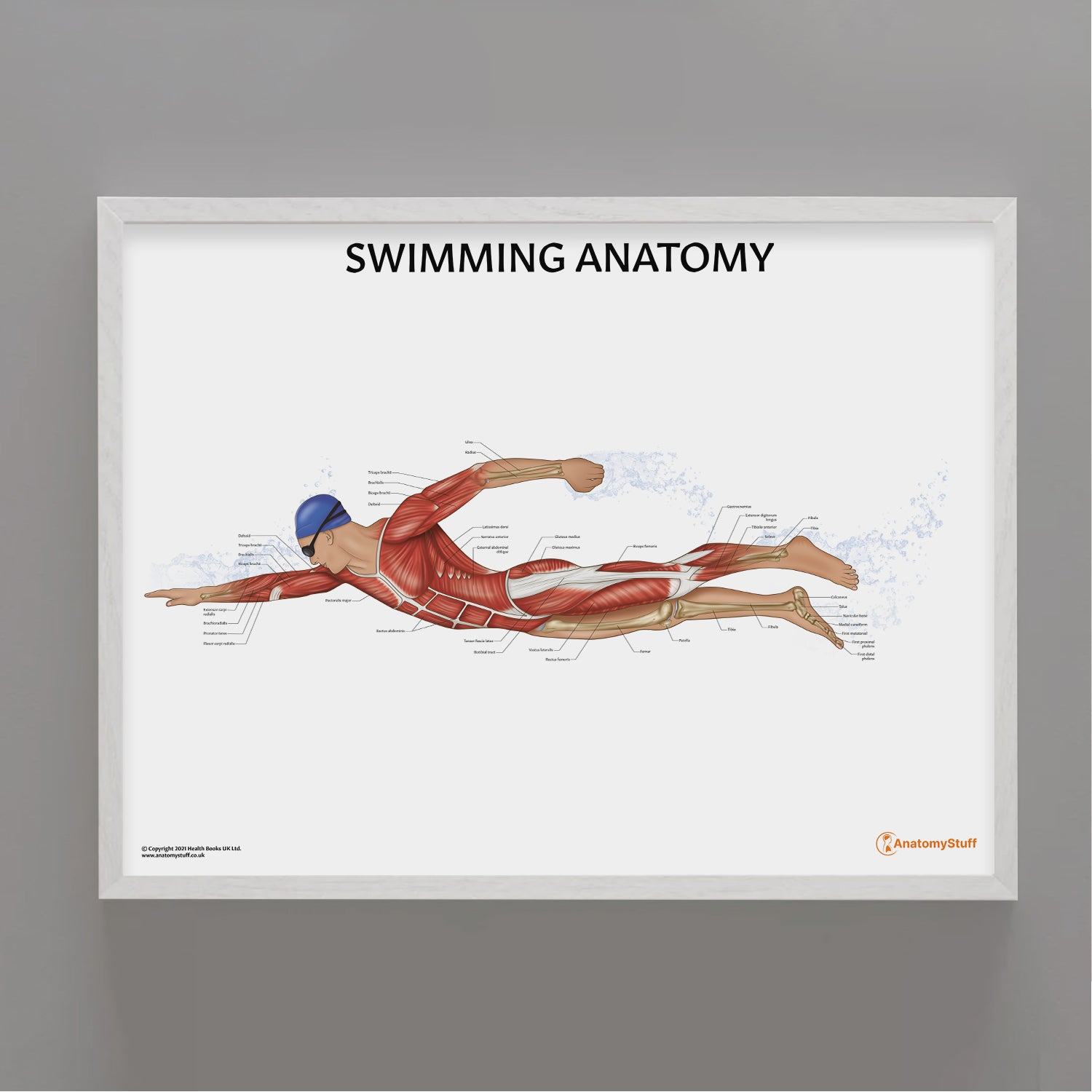Swimming Anatomy Chart / Poster