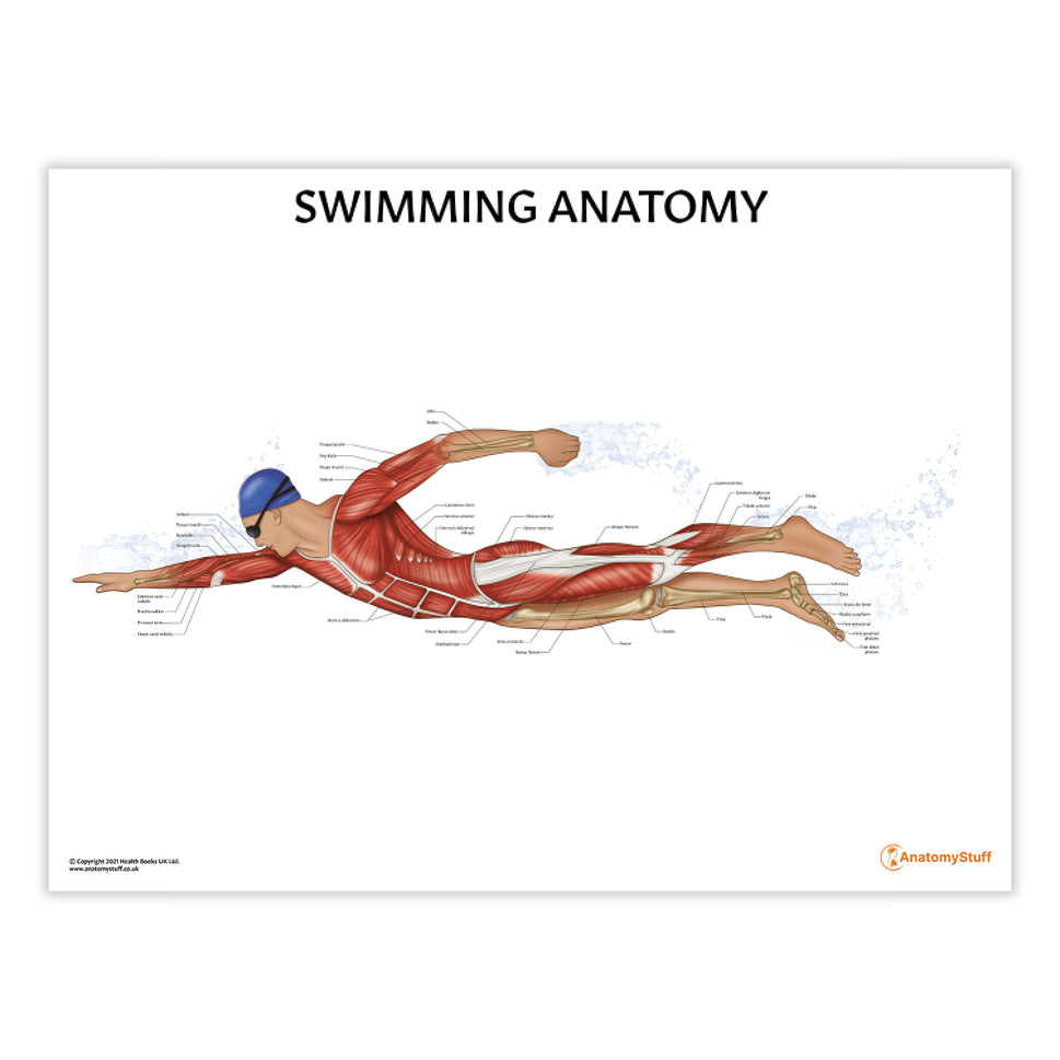 Swimming Anatomy Chart / Poster