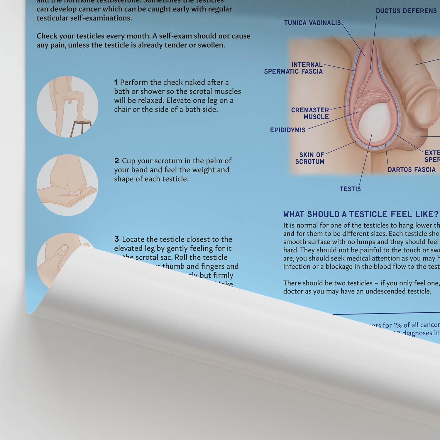 How to Perform Testicle Self Examination (TSE) Chart / Poster