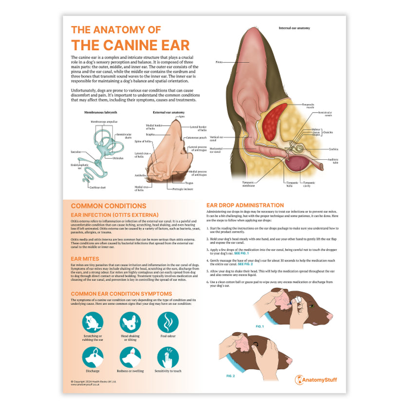 The Anatomy of The Canine Ear Chart / Poster