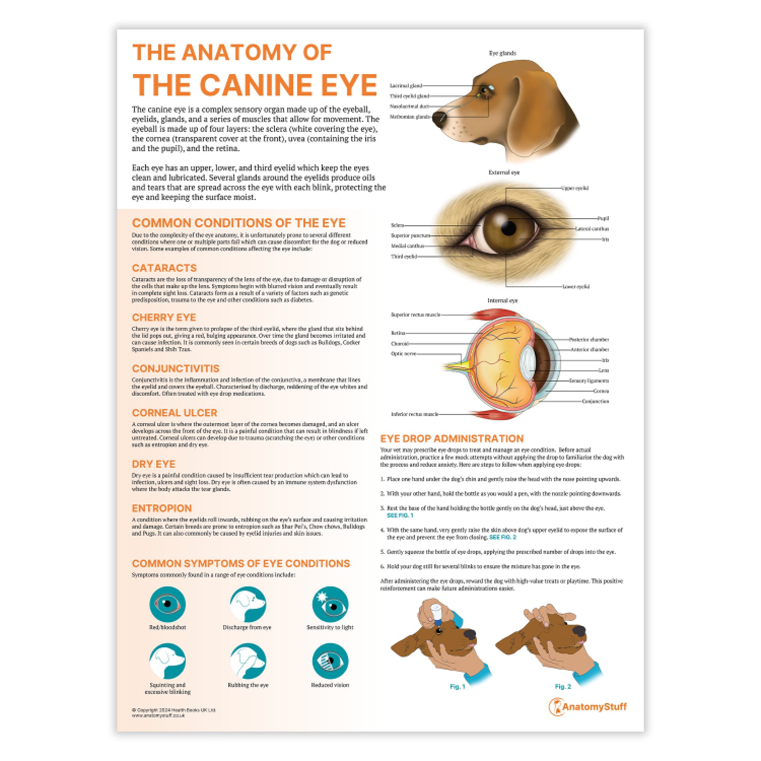 The Anatomy of The Canine Eye Chart / Poster