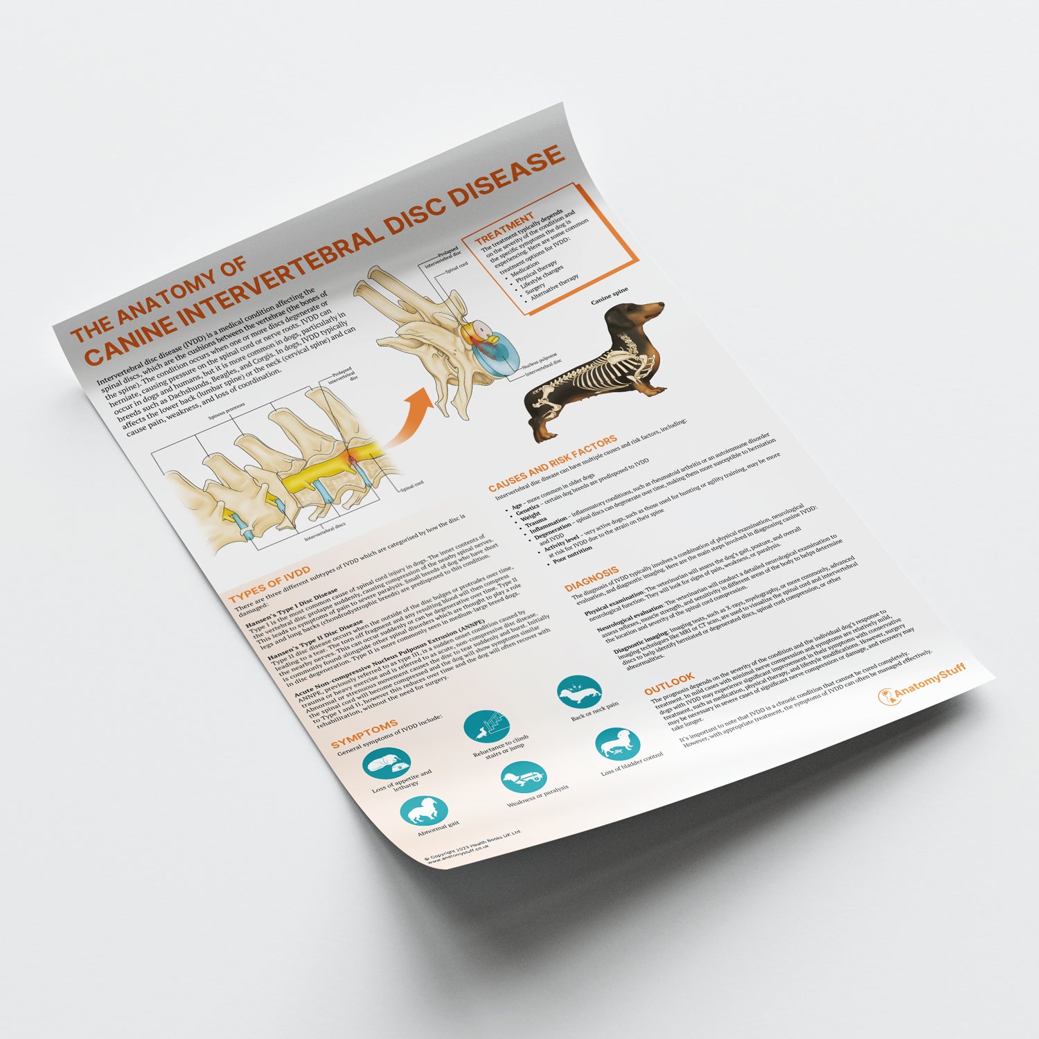 The Anatomy of Canine Intervertebral Disc Disease Chart / Poster