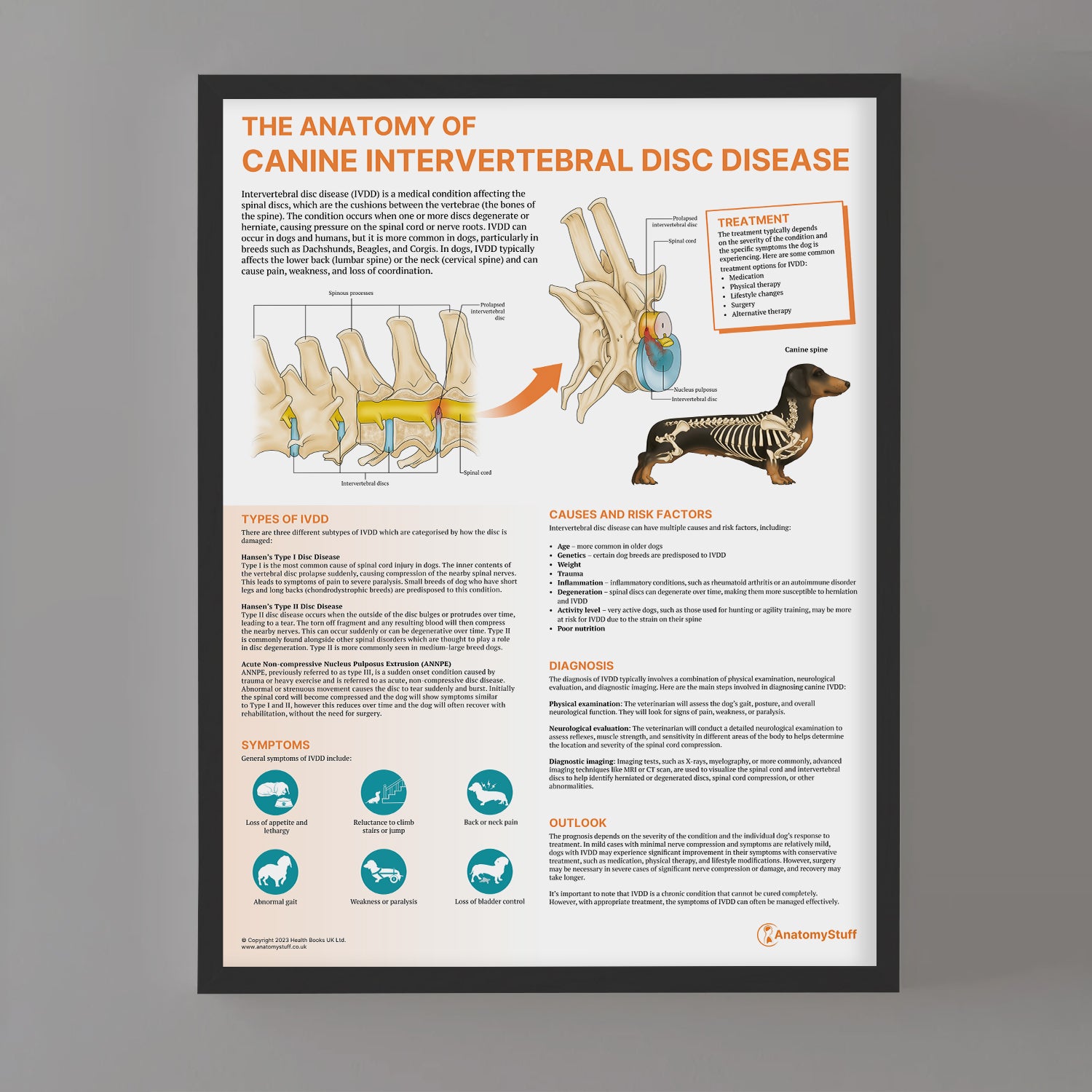 The Anatomy of Canine Intervertebral Disc Disease Chart / Poster