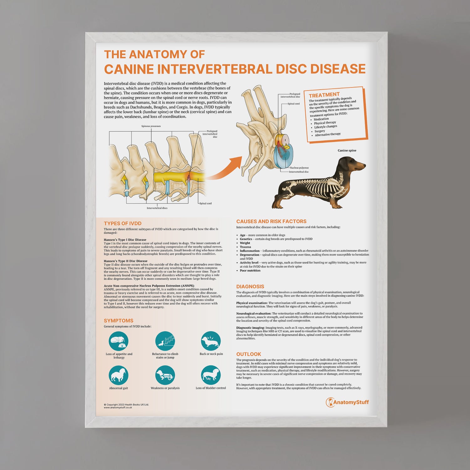 The Anatomy of Canine Intervertebral Disc Disease Chart / Poster
