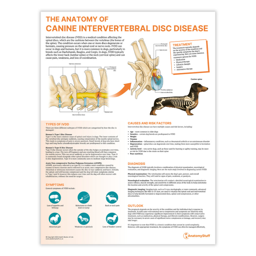 The Anatomy of Canine Intervertebral Disc Disease Chart / Poster