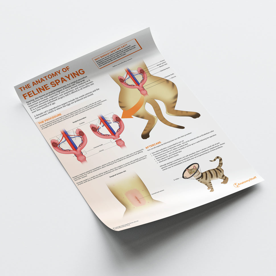 The Anatomy of Feline Spaying Chart / Poster