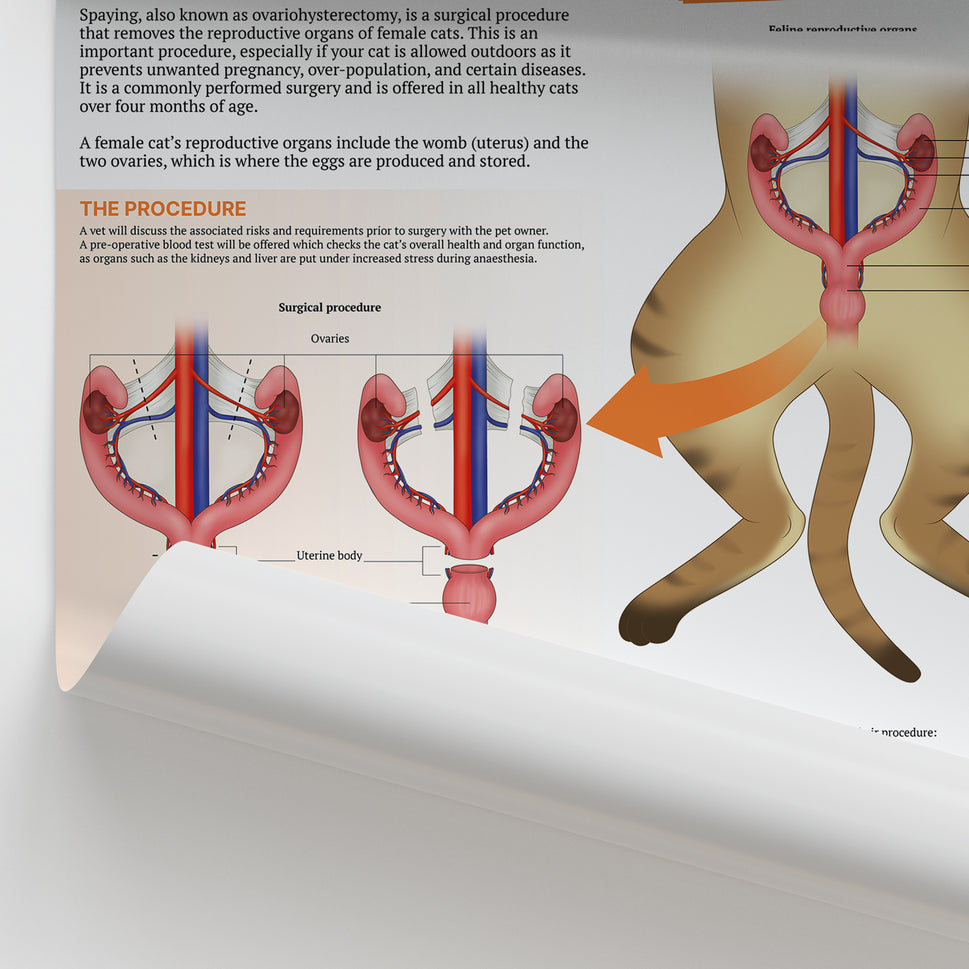 The Anatomy of Feline Spaying Chart / Poster