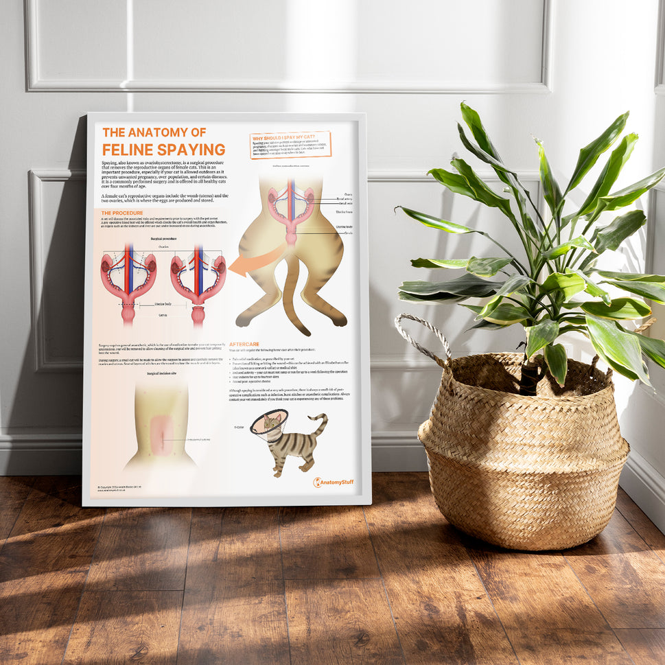 The Anatomy of Feline Spaying Chart / Poster