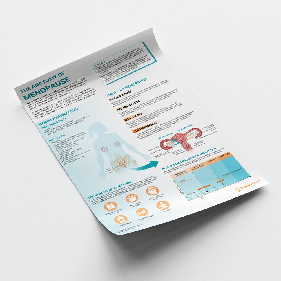 The Anatomy of Menopause Chart / Poster