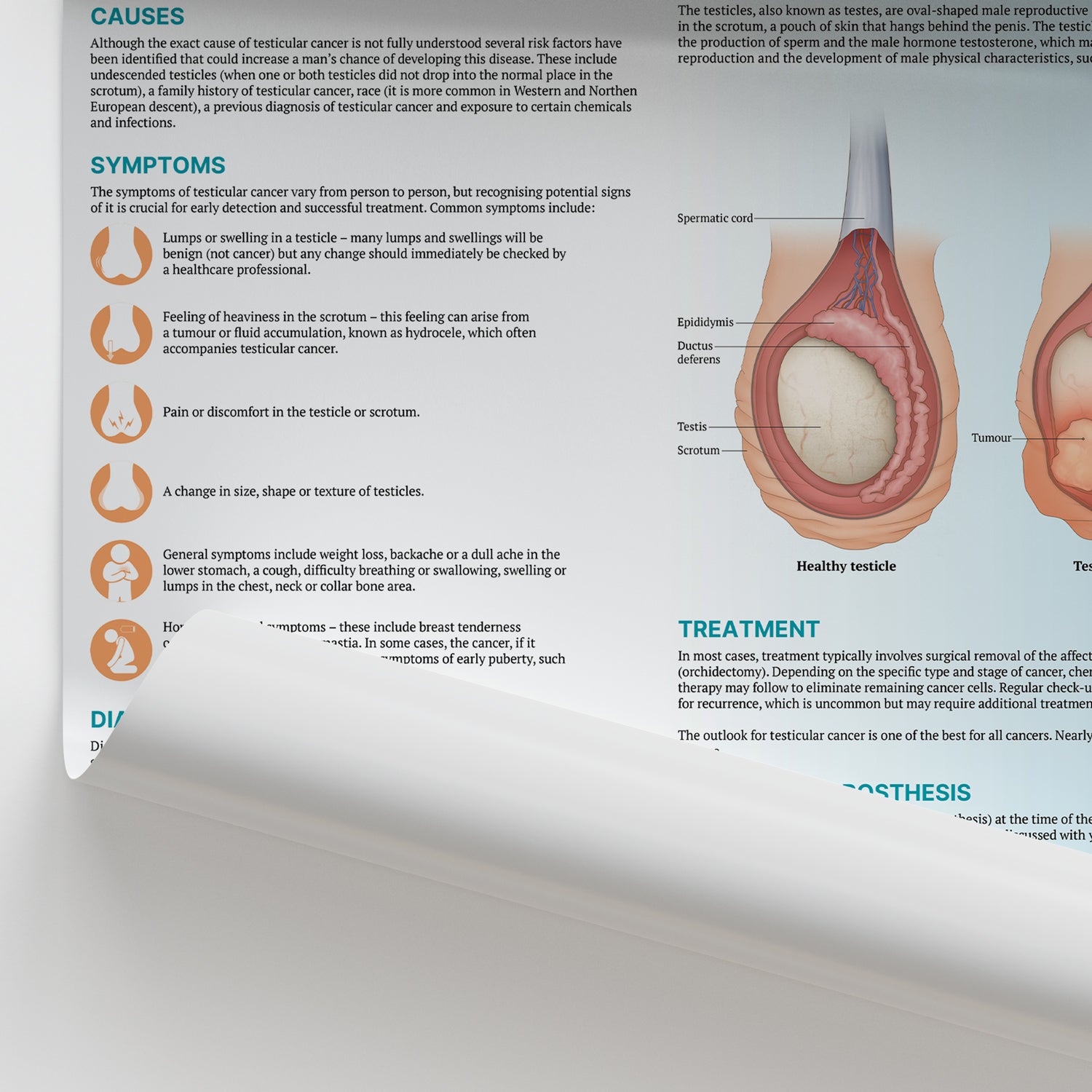 The Anatomy of Testicular Cancer Chart / Poster
