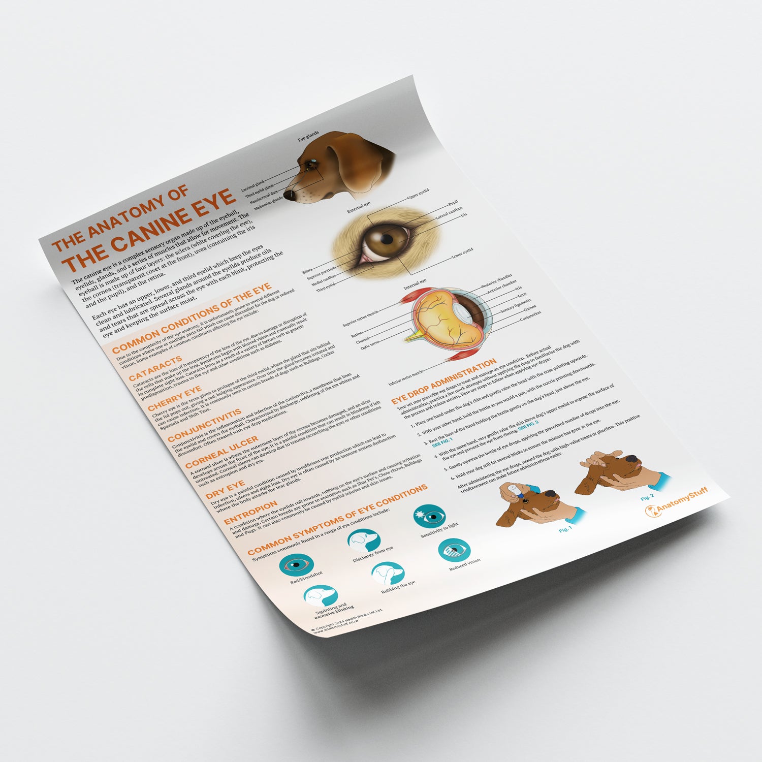 The Anatomy of The Canine Eye Chart / Poster