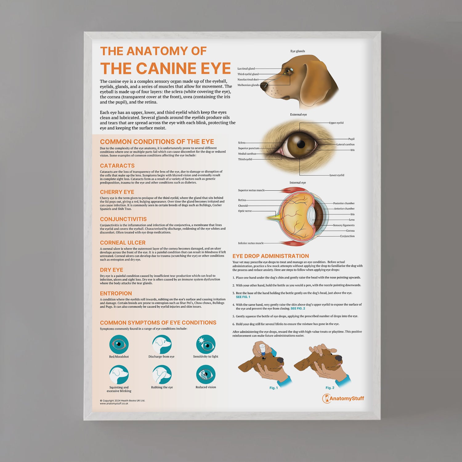 The Anatomy of The Canine Eye Chart / Poster