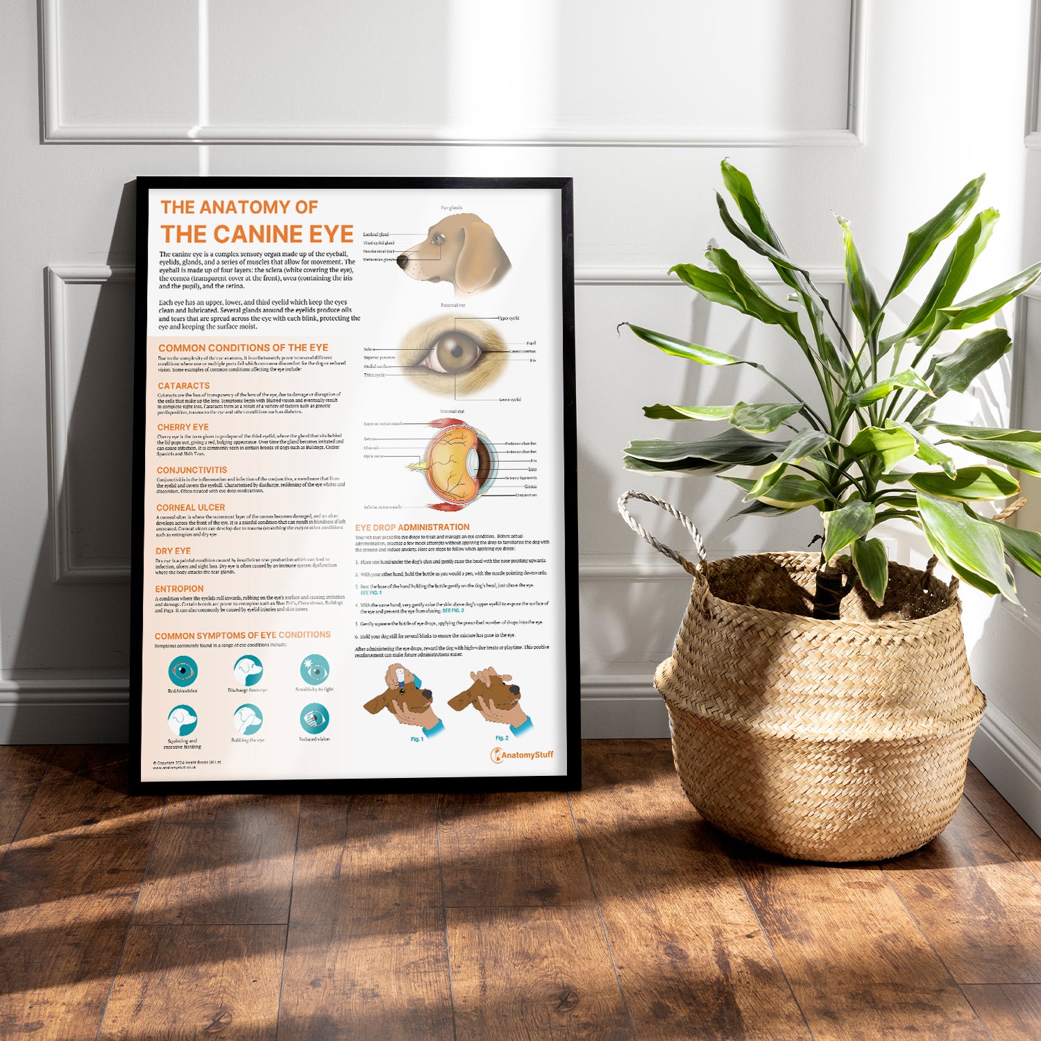 The Anatomy of The Canine Eye Chart / Poster