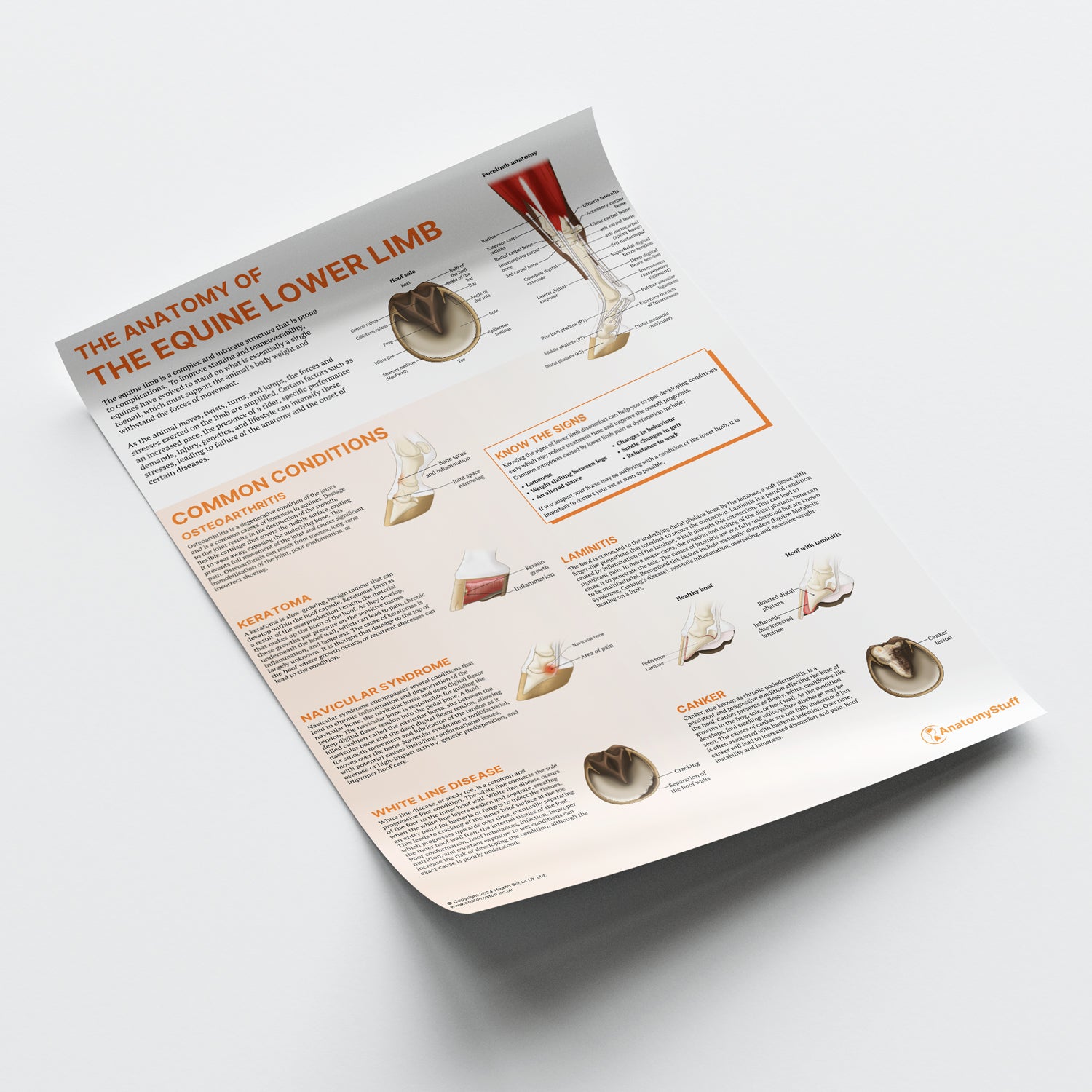 The Anatomy of The Equine Lower Limb Chart / Poster