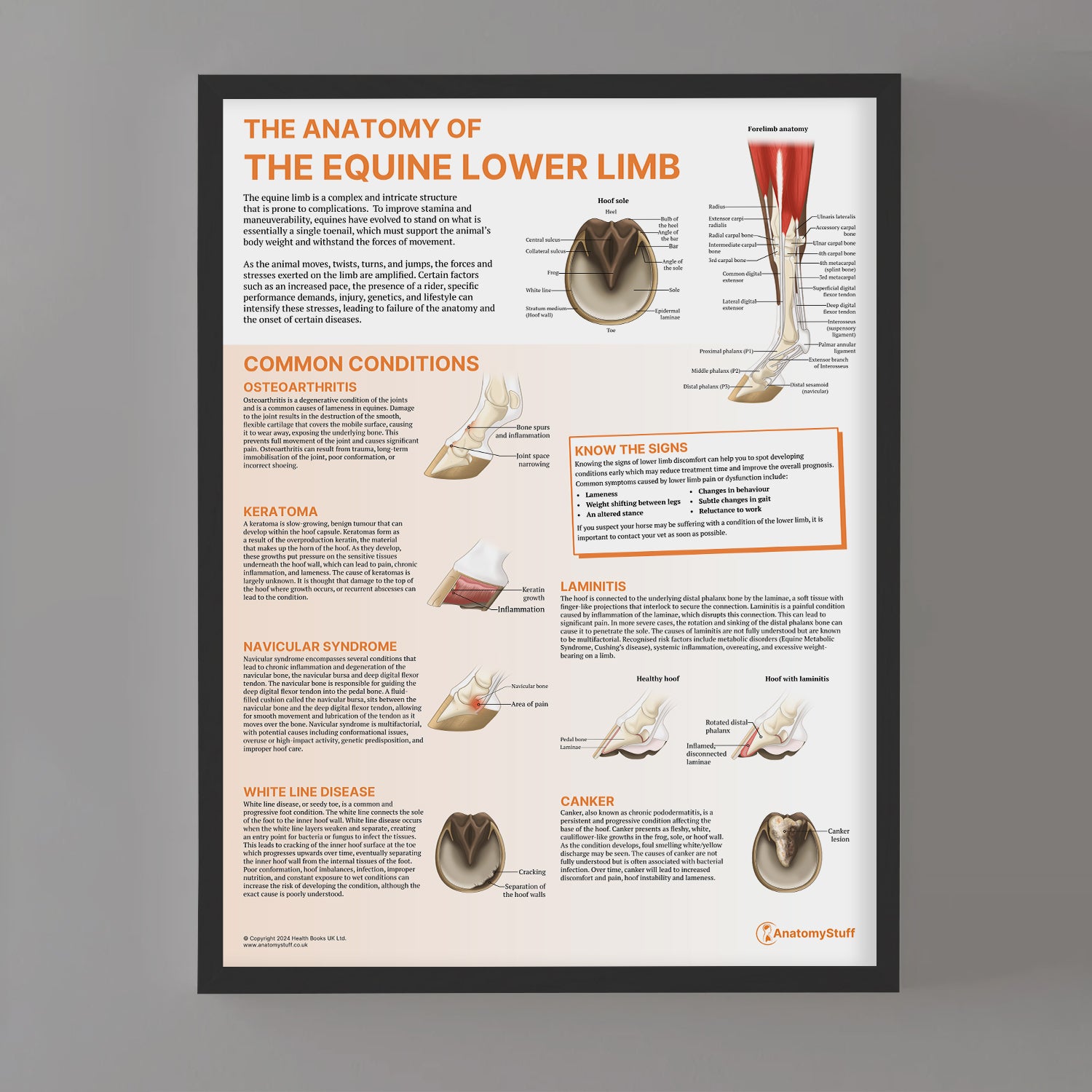 The Anatomy of The Equine Lower Limb Chart / Poster
