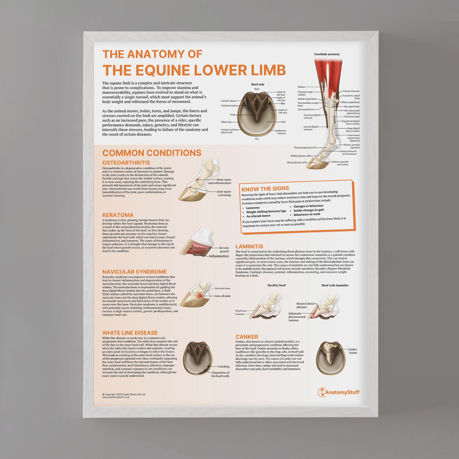The Anatomy of The Equine Lower Limb Chart / Poster