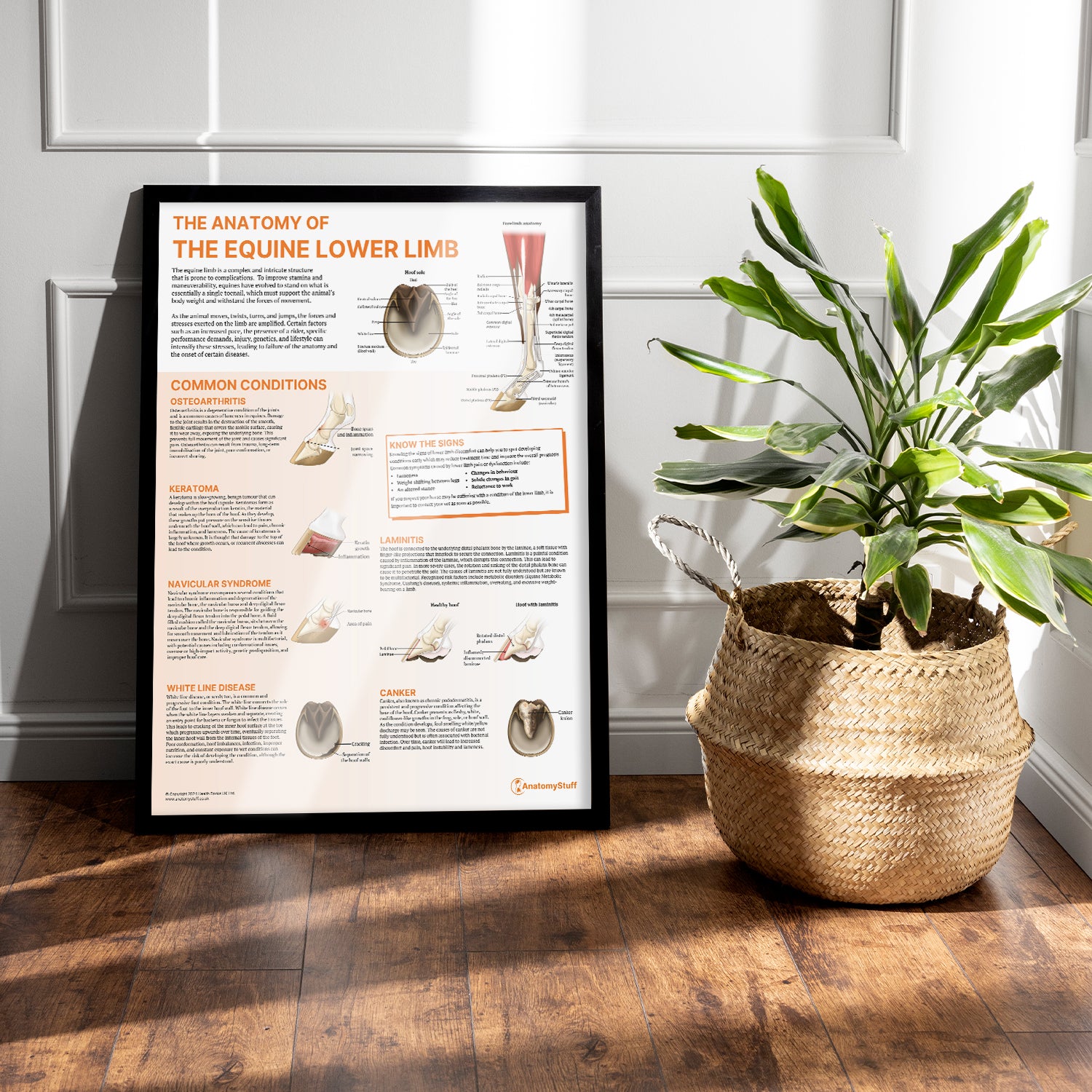 The Anatomy of The Equine Lower Limb Chart / Poster