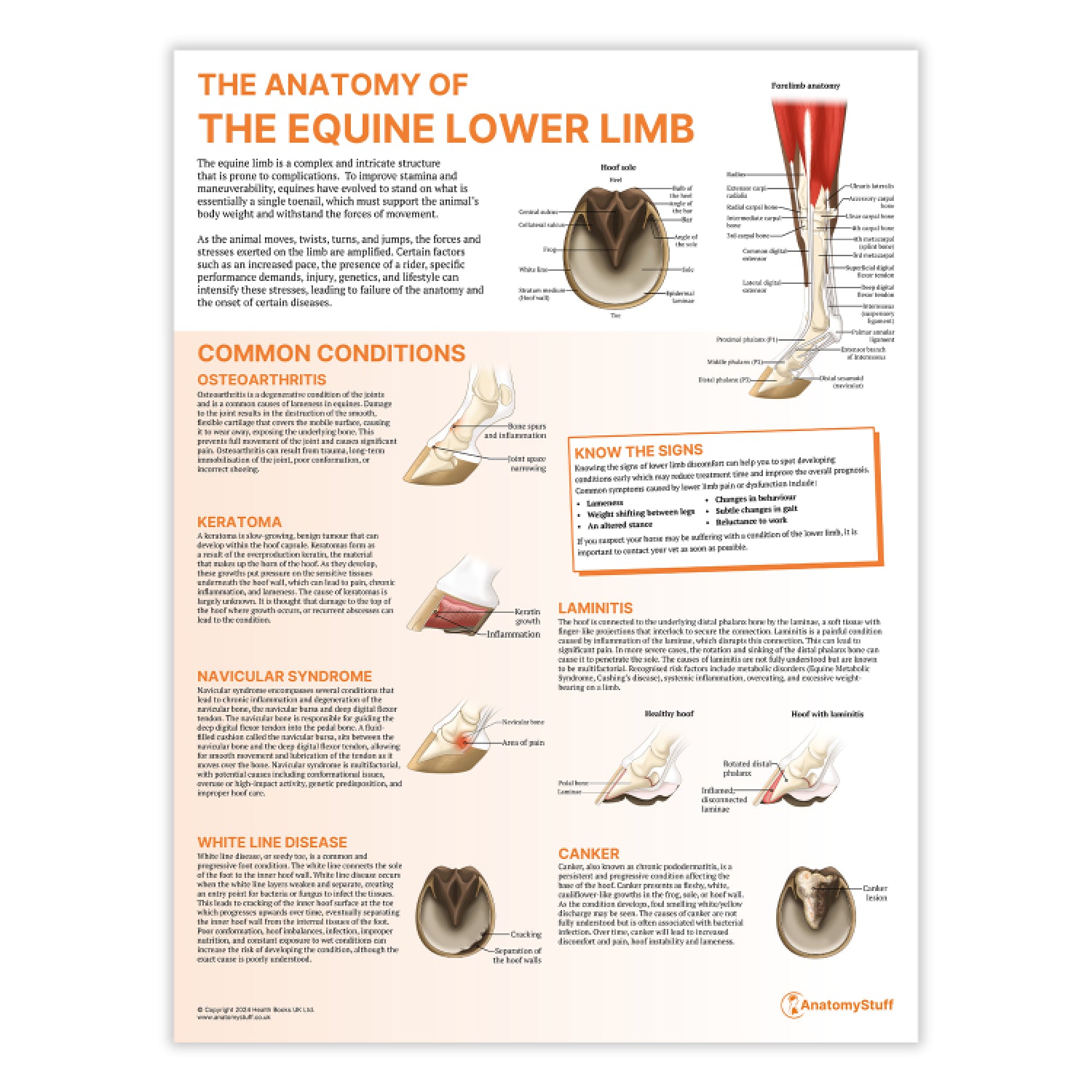 The Anatomy of The Equine Lower Limb Chart / Poster