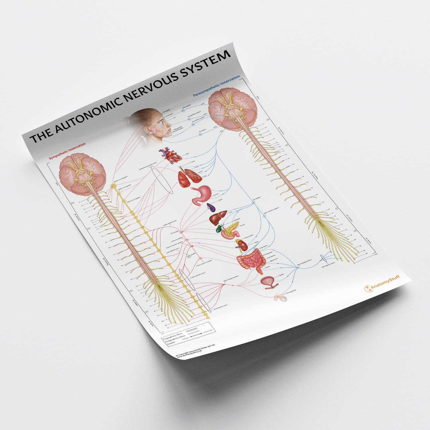 The Autonomic Nervous System Chart / Poster