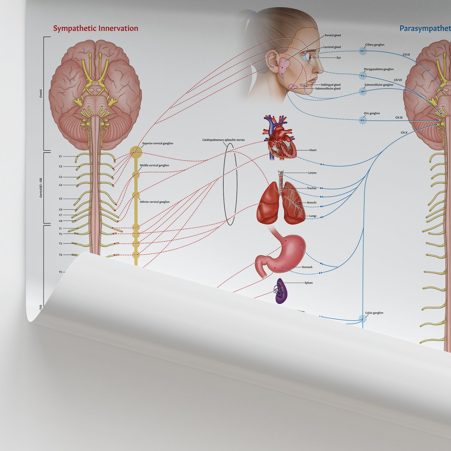The Autonomic Nervous System Chart / Poster