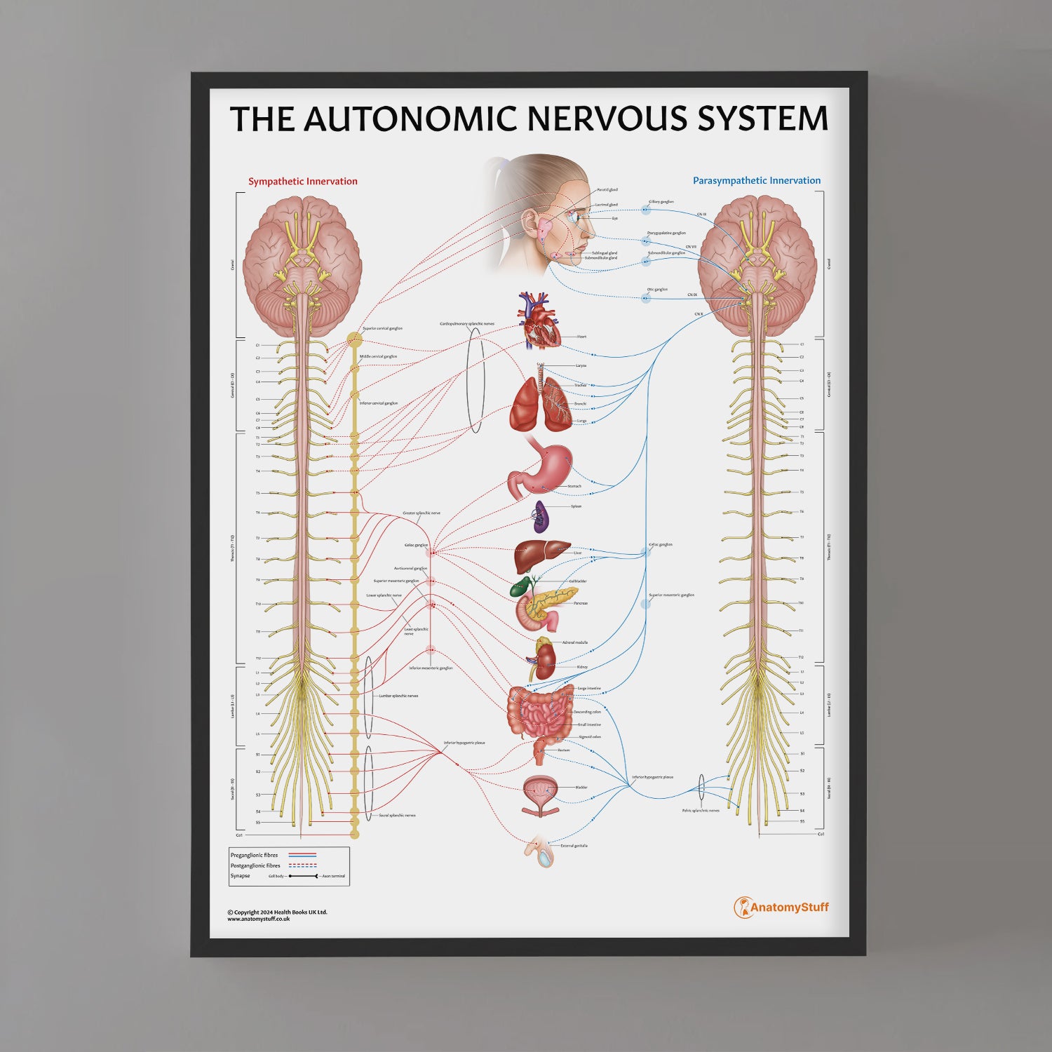 The Autonomic Nervous System Chart / Poster