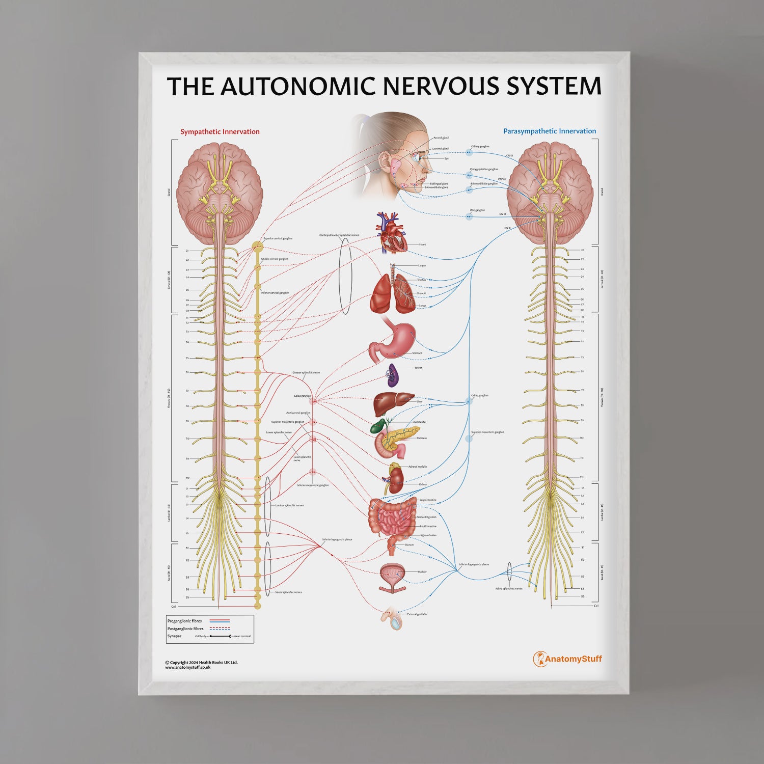 The Autonomic Nervous System Chart / Poster