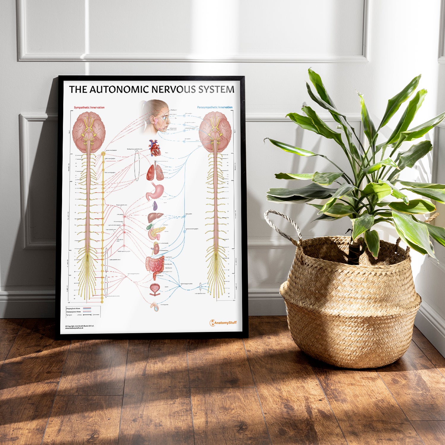 The Autonomic Nervous System Chart / Poster