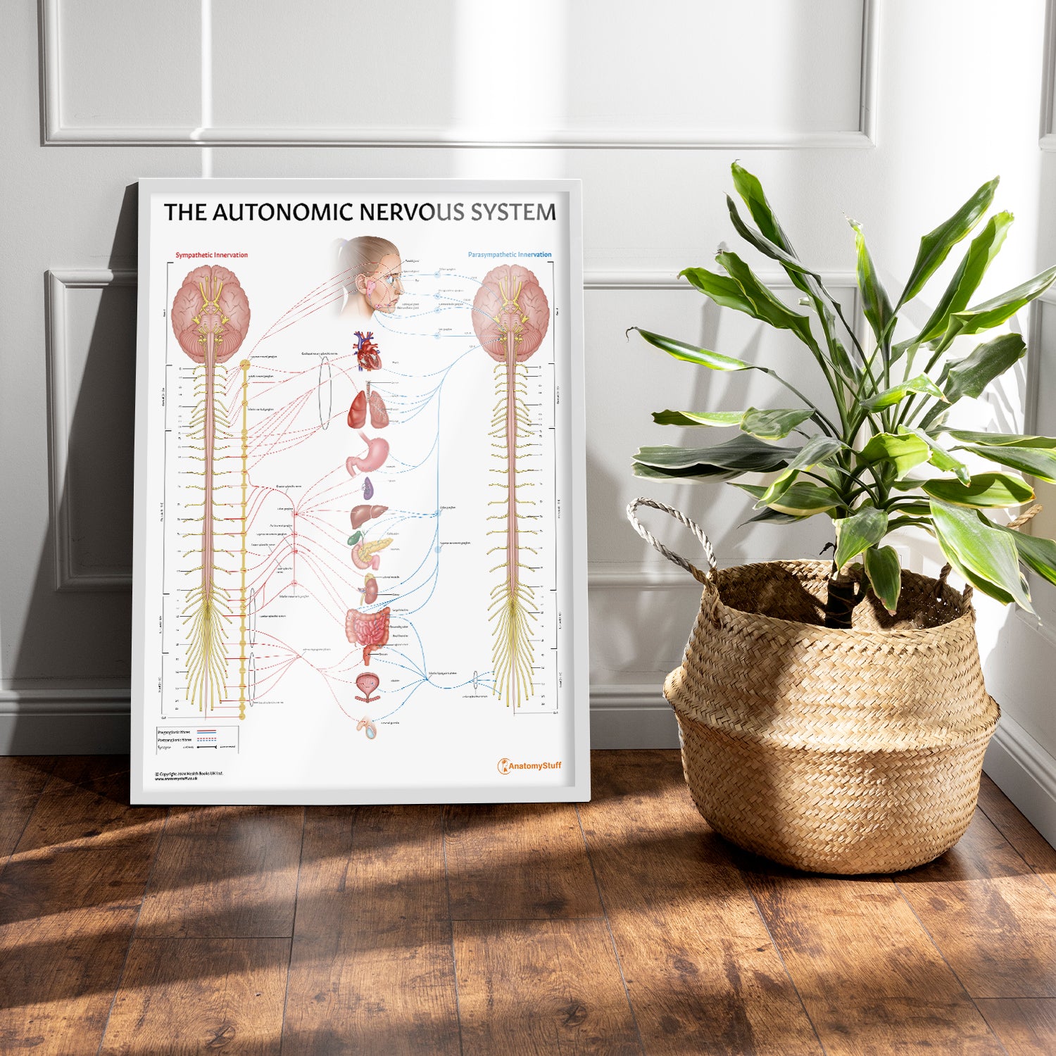 The Autonomic Nervous System Chart / Poster