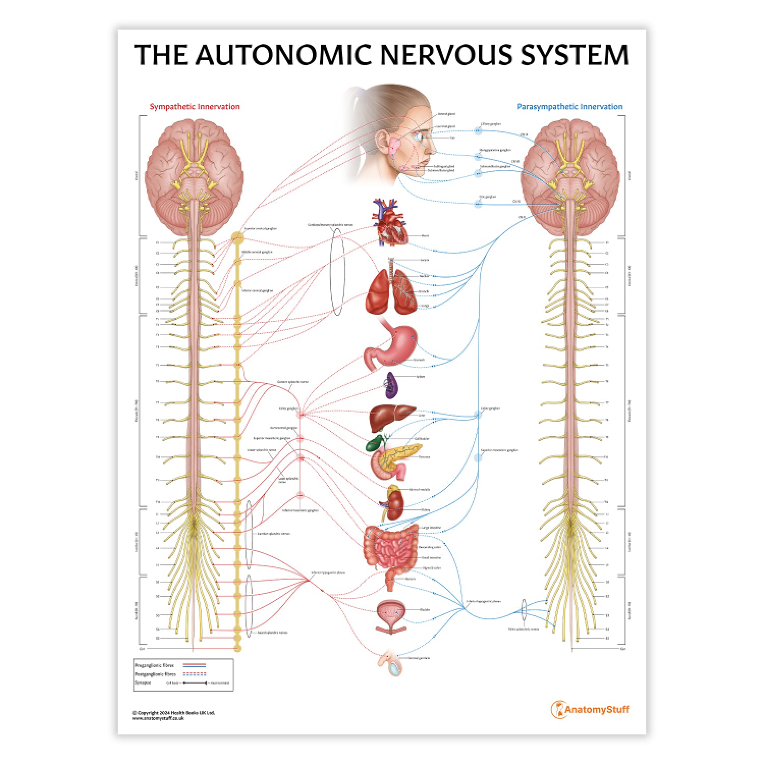The Autonomic Nervous System Chart / Poster