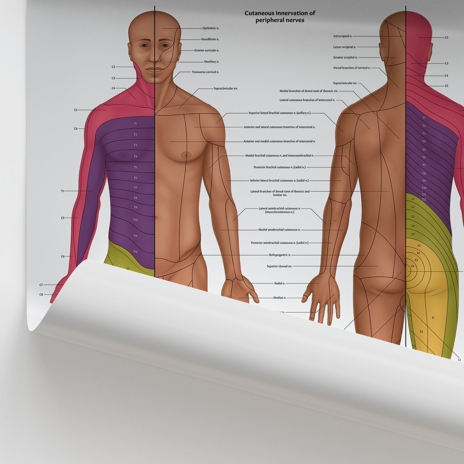 The Dermatomes Anatomy Chart / Poster