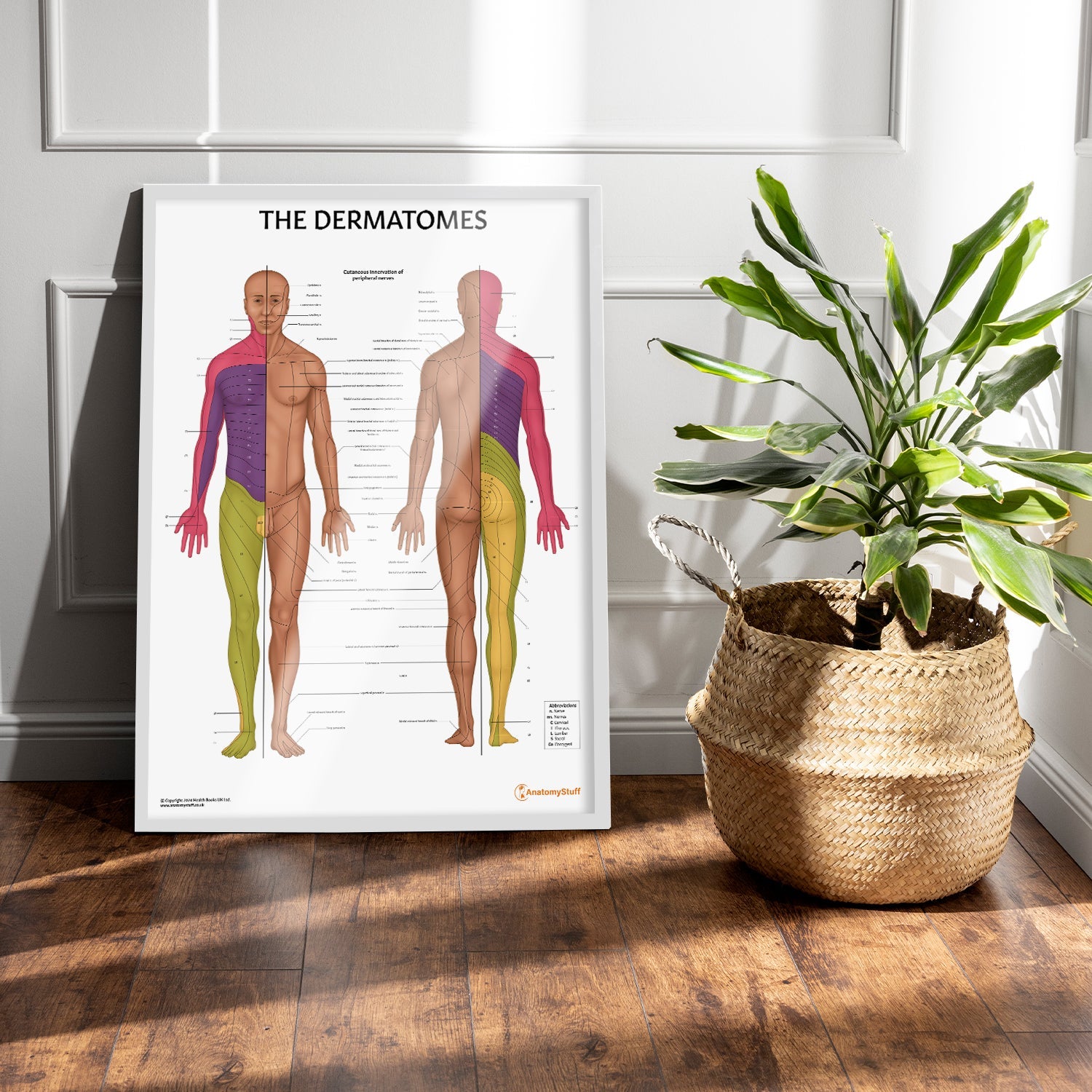 The Dermatomes Anatomy Chart / Poster