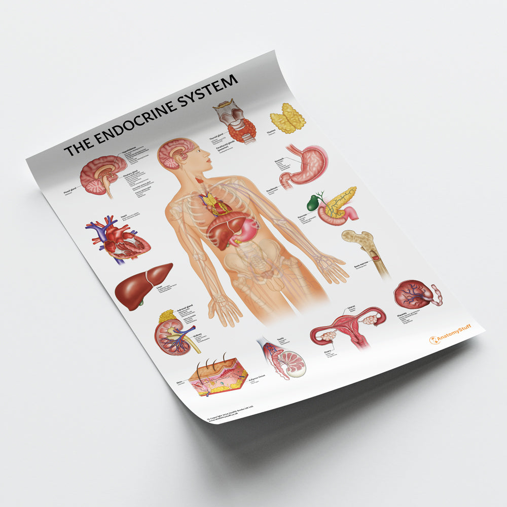 The Endocrine System Chart / Poster
