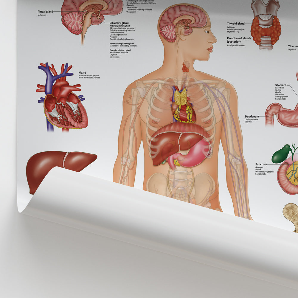 The Endocrine System Chart / Poster