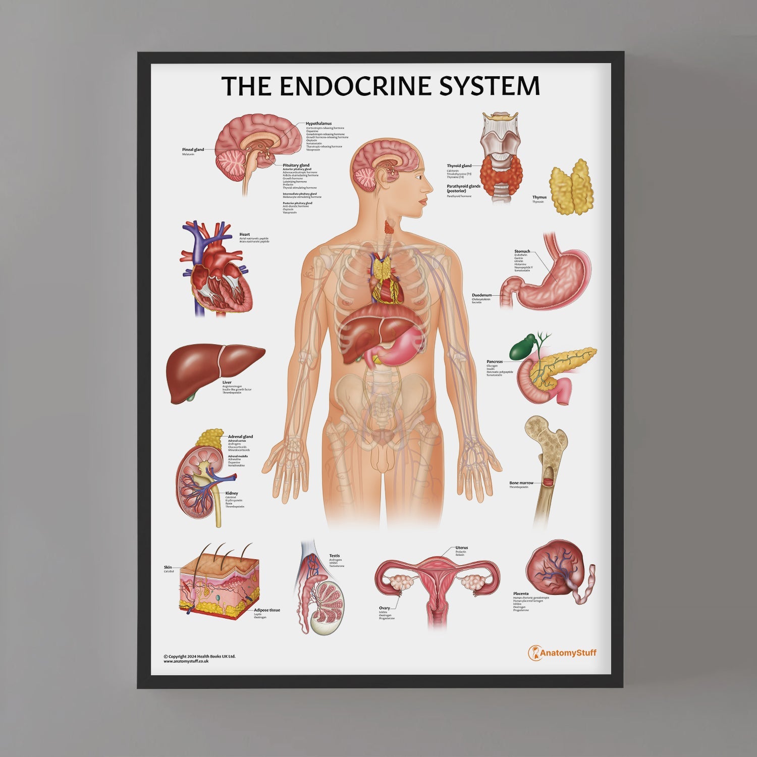 The Endocrine System Chart / Poster