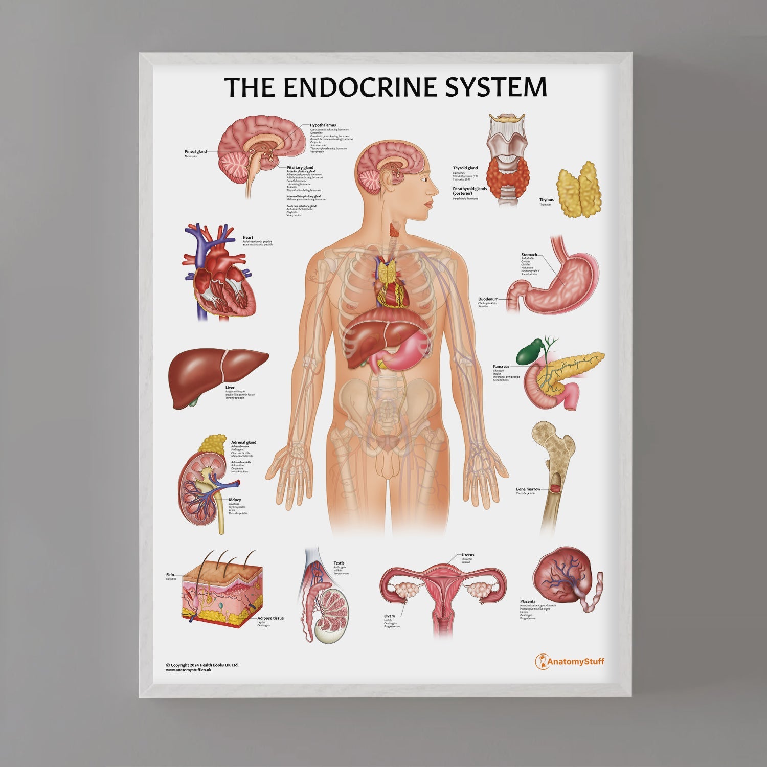 The Endocrine System Chart / Poster