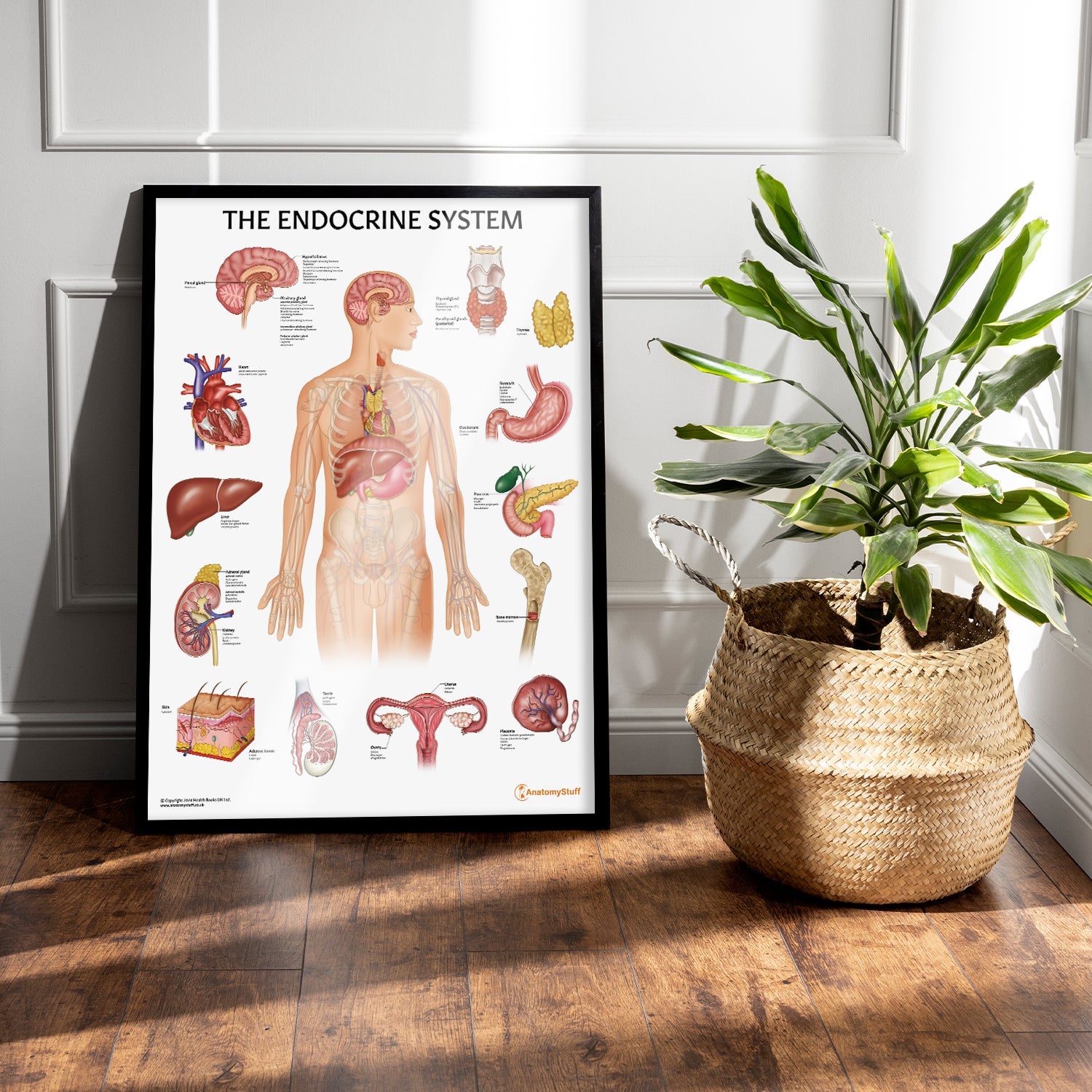 The Endocrine System Chart / Poster