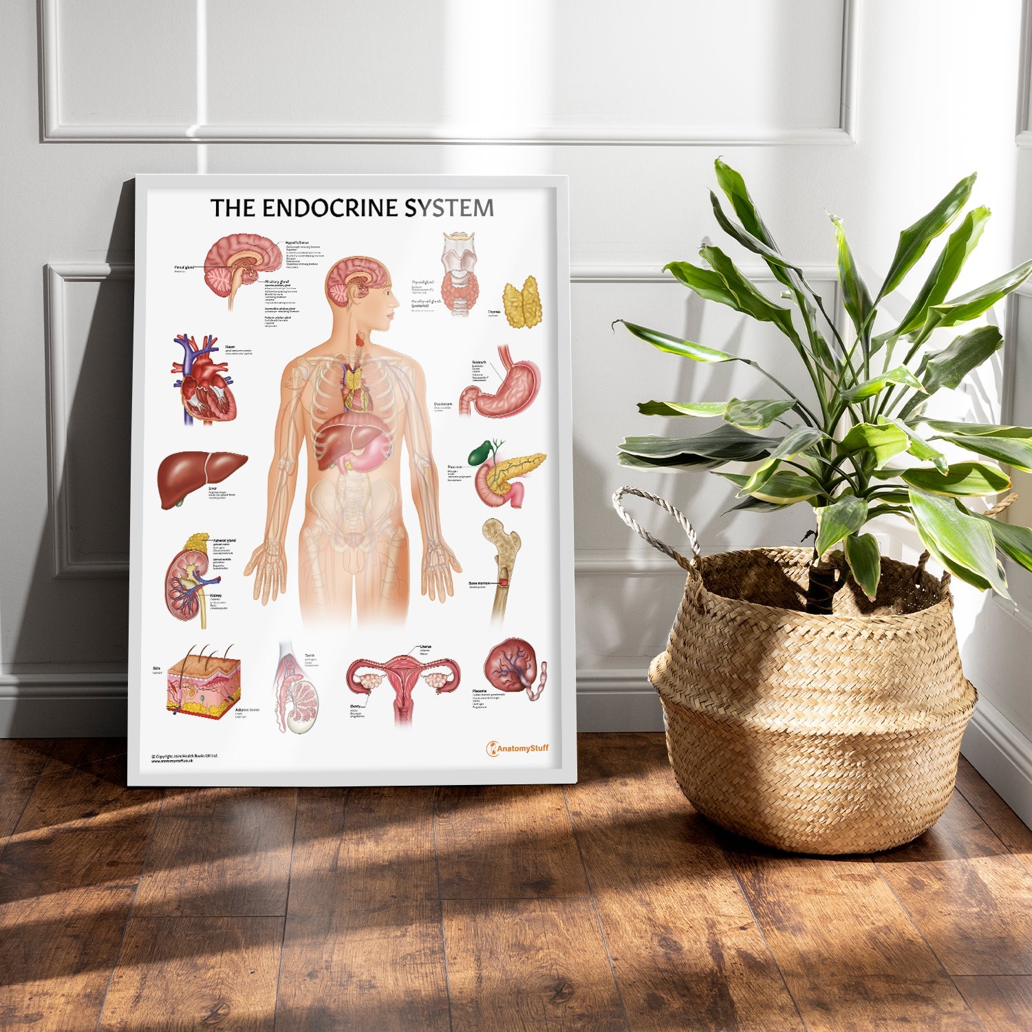 The Endocrine System Chart / Poster
