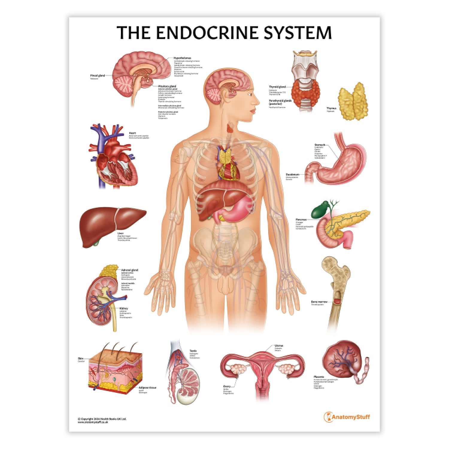 The Endocrine System Chart / Poster