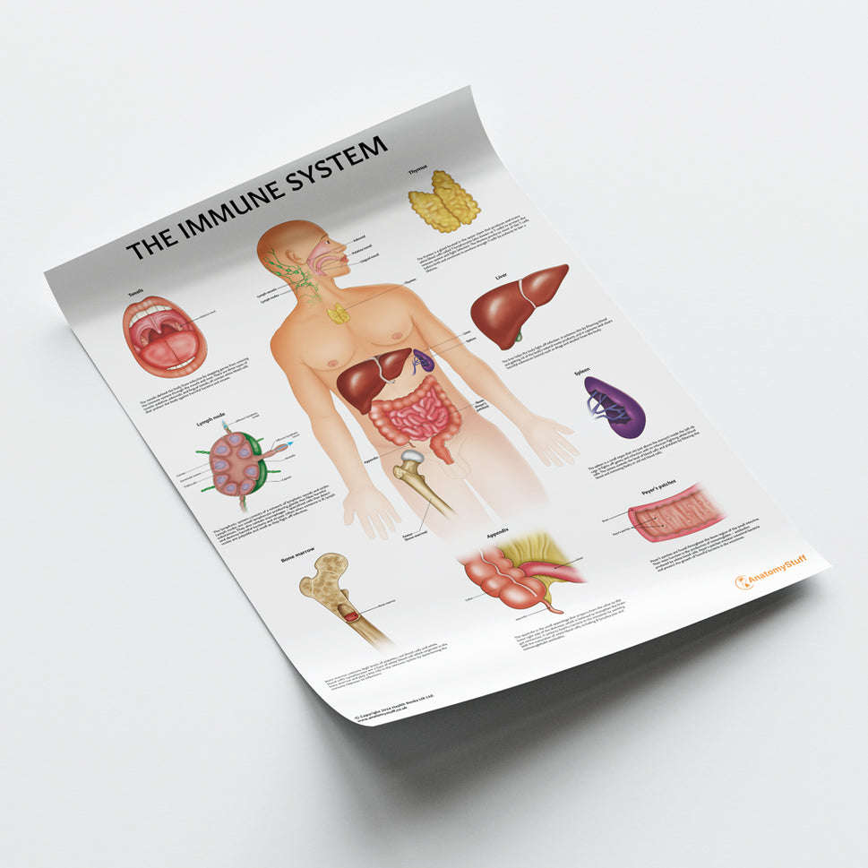 Immune System Anatomy Chart / Poster