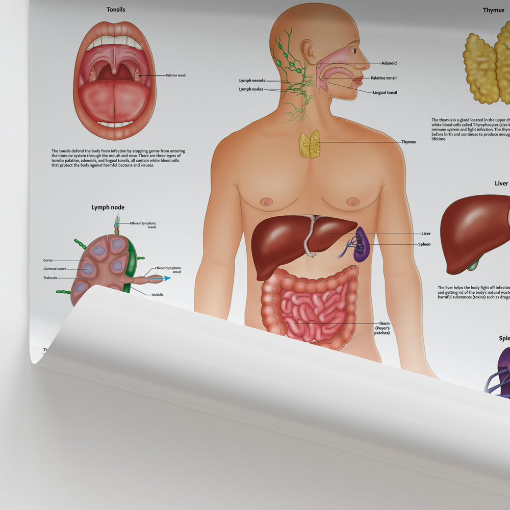 Immune System Anatomy Chart / Poster