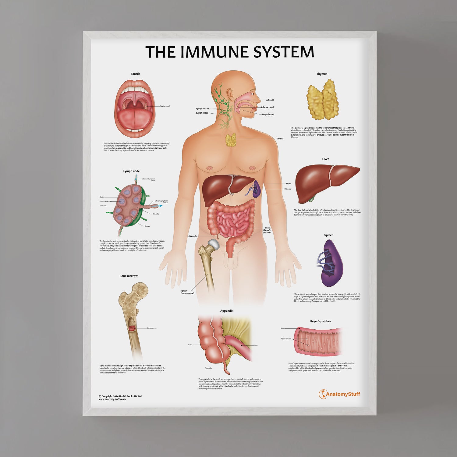 Immune System Anatomy Chart / Poster